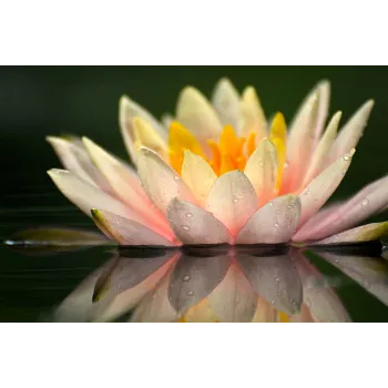  Arabian Lotus Plant